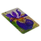Blauwe Vlag Iris Fleur de Lys Frans Canada Quebec Magneet (Rechterzijde)