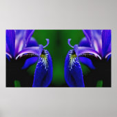 Blauwe Vlag Iris Flower Petal Mirror Abstract Poster (Voorkant)