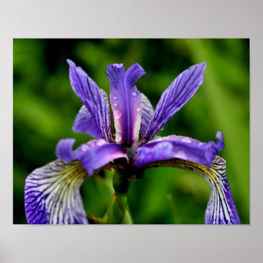 Blauwe vlag Iris Raindrops Floral Poster (Voorkant)