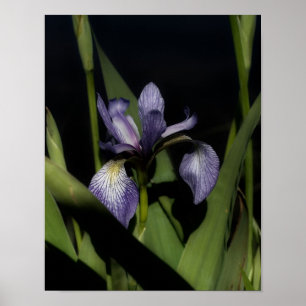 Blauwe vlag Iris-ventilator Poster