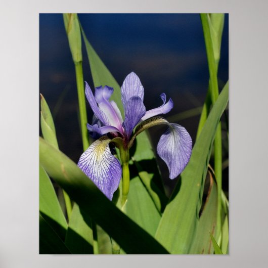 Blauwe vlag Iris-ventilator Poster (Voorkant)
