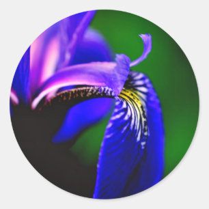 Blauwe vlag Iris-ventilator Ronde Sticker