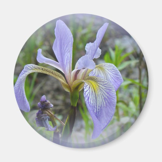 Blauwe vlag - Wilde Iris Magneet (Voorkant)