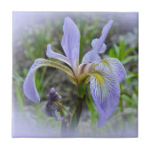 Blauwe vlag - Wilde Iris Tegeltje (Voorkant)