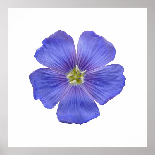 Blauwe vlas #1 poster (Voorkant)