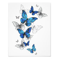 Blauwe Vliegende Vlinders Morpho