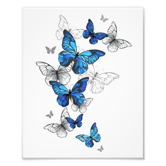 Blauwe Vliegende Vlinders Morpho Foto Afdruk (Voorkant)