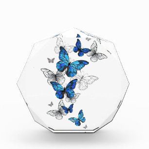 Blauwe Vliegende Vlinders Morpho Fotoblokken