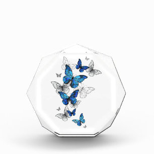 Blauwe Vliegende Vlinders Morpho Fotoblokken