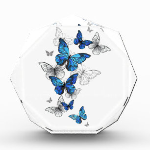 Blauwe Vliegende Vlinders Morpho Fotoblokken