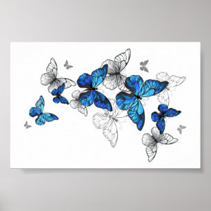Blauwe Vliegende Vlinders Morpho Poster