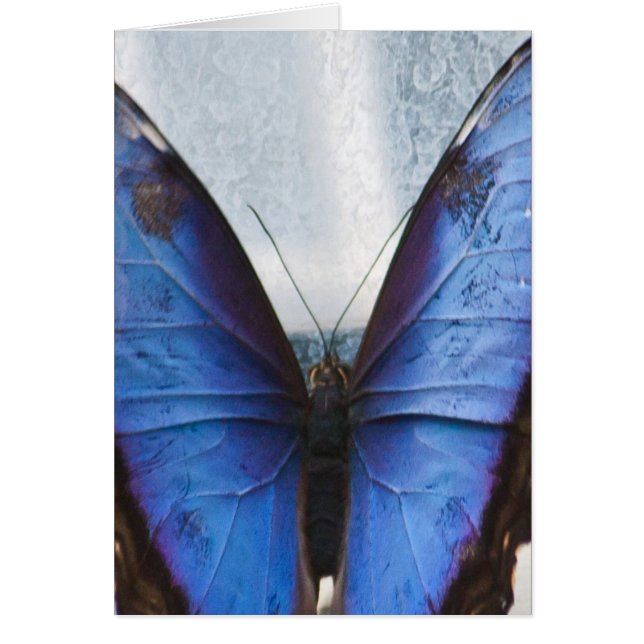Blauwe vlinder (Voorkant)