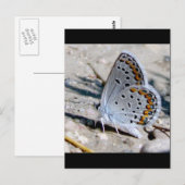 Blauwe vlinder briefkaart (Voorkant / Achterkant)