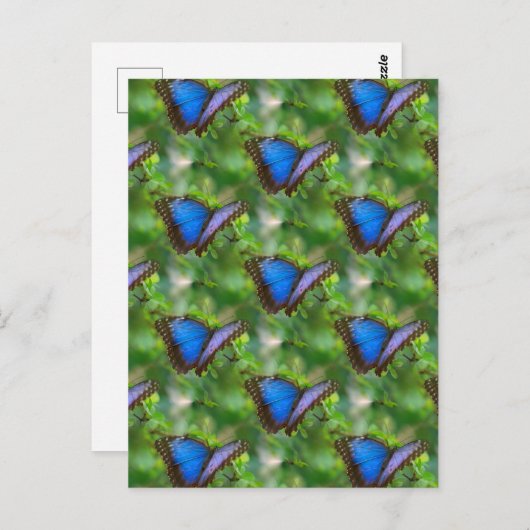 Blauwe vlinder briefkaart (Voorkant / Achterkant)