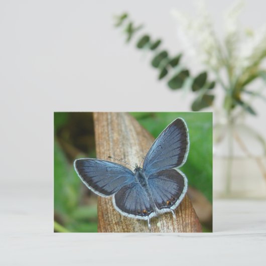 Blauwe vlinder briefkaart (Staand voorkant)