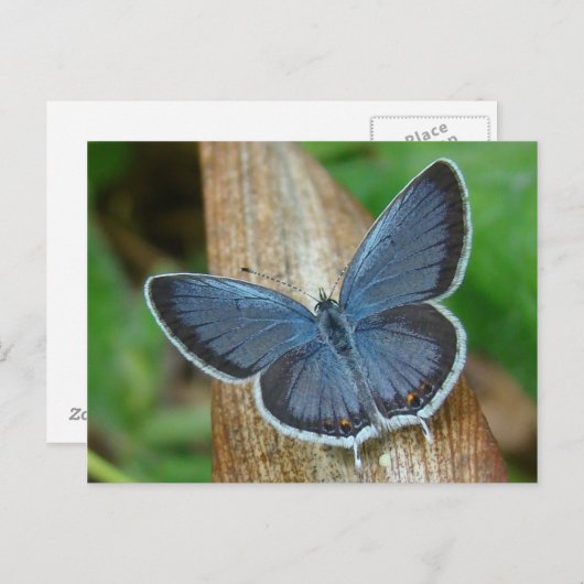 Blauwe vlinder briefkaart (Voorkant / Achterkant)