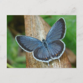 Blauwe vlinder briefkaart