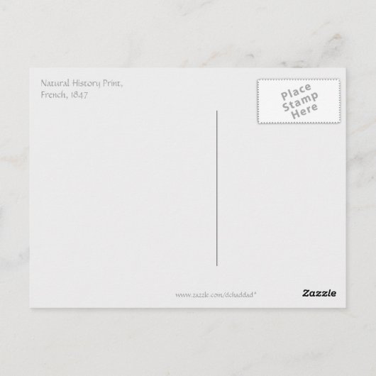 Blauwe vlinder briefkaart (Achterkant)