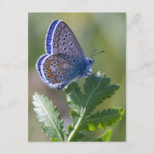 blauwe vlinder briefkaart