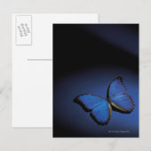Blauwe vlinder briefkaart (Voorkant / Achterkant)