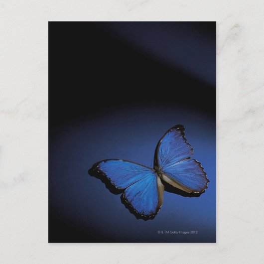 Blauwe vlinder briefkaart (Voorkant)