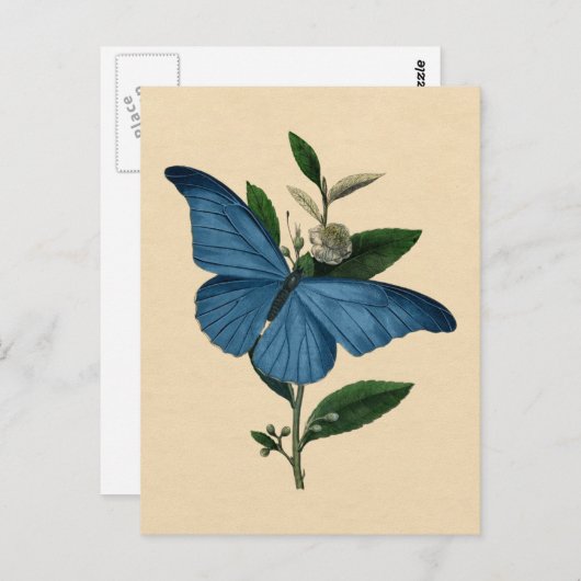  blauwe vlinder briefkaart (Voorkant / Achterkant)