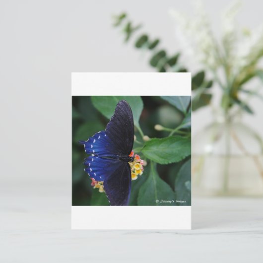 Blauwe vlinder briefkaart (Staand voorkant)