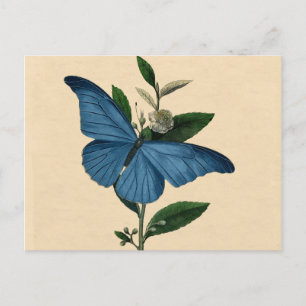  blauwe vlinder briefkaart