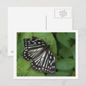 blauwe vlinder briefkaart (Voorkant / Achterkant)