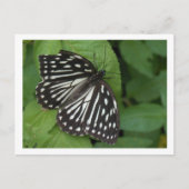 blauwe vlinder briefkaart (Voorkant)