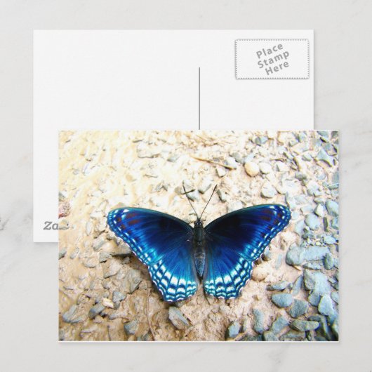Blauwe vlinder briefkaart (Voorkant / Achterkant)