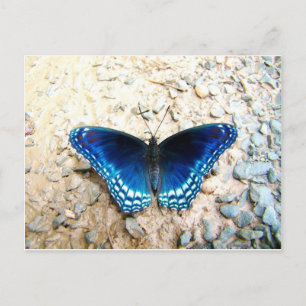 Blauwe vlinder briefkaart