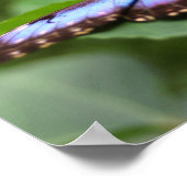 Blauwe vlinder dicht poster (Hoek)