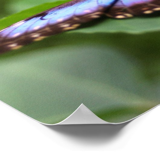 Blauwe vlinder dicht poster (Hoek)