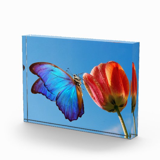 Blauwe vlinder en rode tulpen fotoblokken (Rechts)