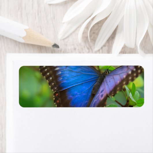 Blauwe vlinder etiket (Insitu)