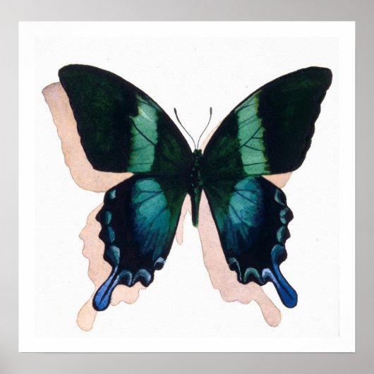 "Blauwe vlinder" Insecte Waterverf Art Poster (Voorkant)