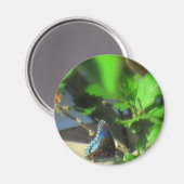 Blauwe vlinder magneet (Voorkant / Achterkant)