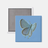 Blauwe vlinder met oosterse kop magneet (Voorkant / Achterkant)