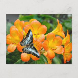 Blauwe vlinder met tropische Rhododendron Feestdagenkaart