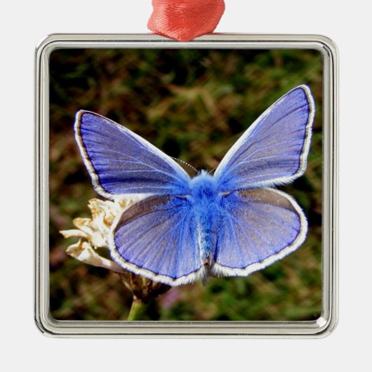 Blauwe vlinder metalen ornament (Voorkant)