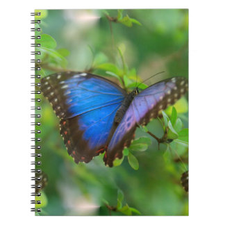 Blauwe vlinder notitieboek