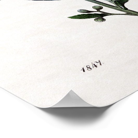 Blauwe vlinder poster (Hoek)