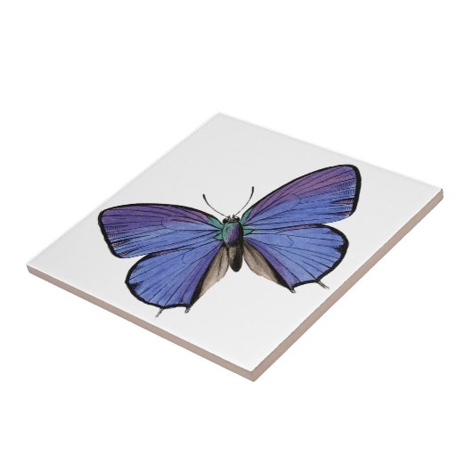 Blauwe vlinder tegeltje (Zijkant)