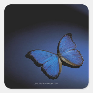 Blauwe vlinder vierkante sticker