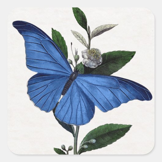 Blauwe vlinder vierkante sticker (Voorkant)
