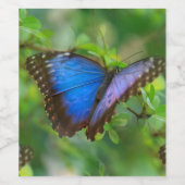 Blauwe vlinder wijn etiket (Enkel label)