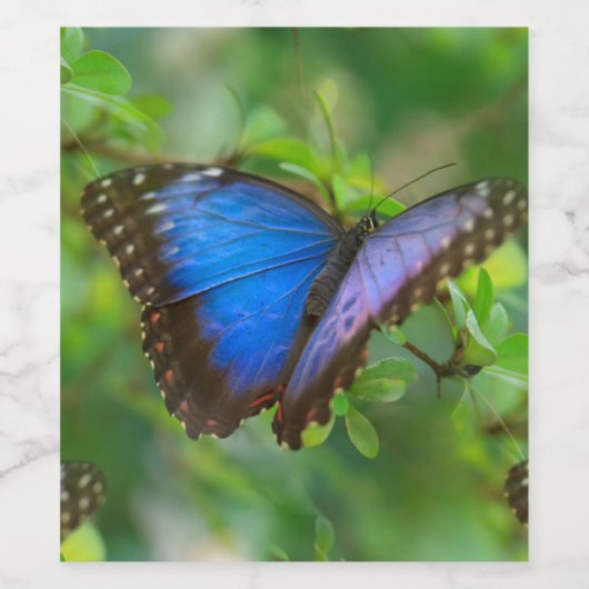 Blauwe vlinder wijn etiket (Enkel label)