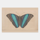  blauwe vlinder zwaar ontledingsgewicht inpakpapier vel (Voorkant 2)