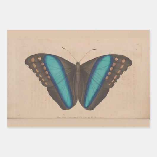  blauwe vlinder zwaar ontledingsgewicht inpakpapier vel (Voorkant 2)